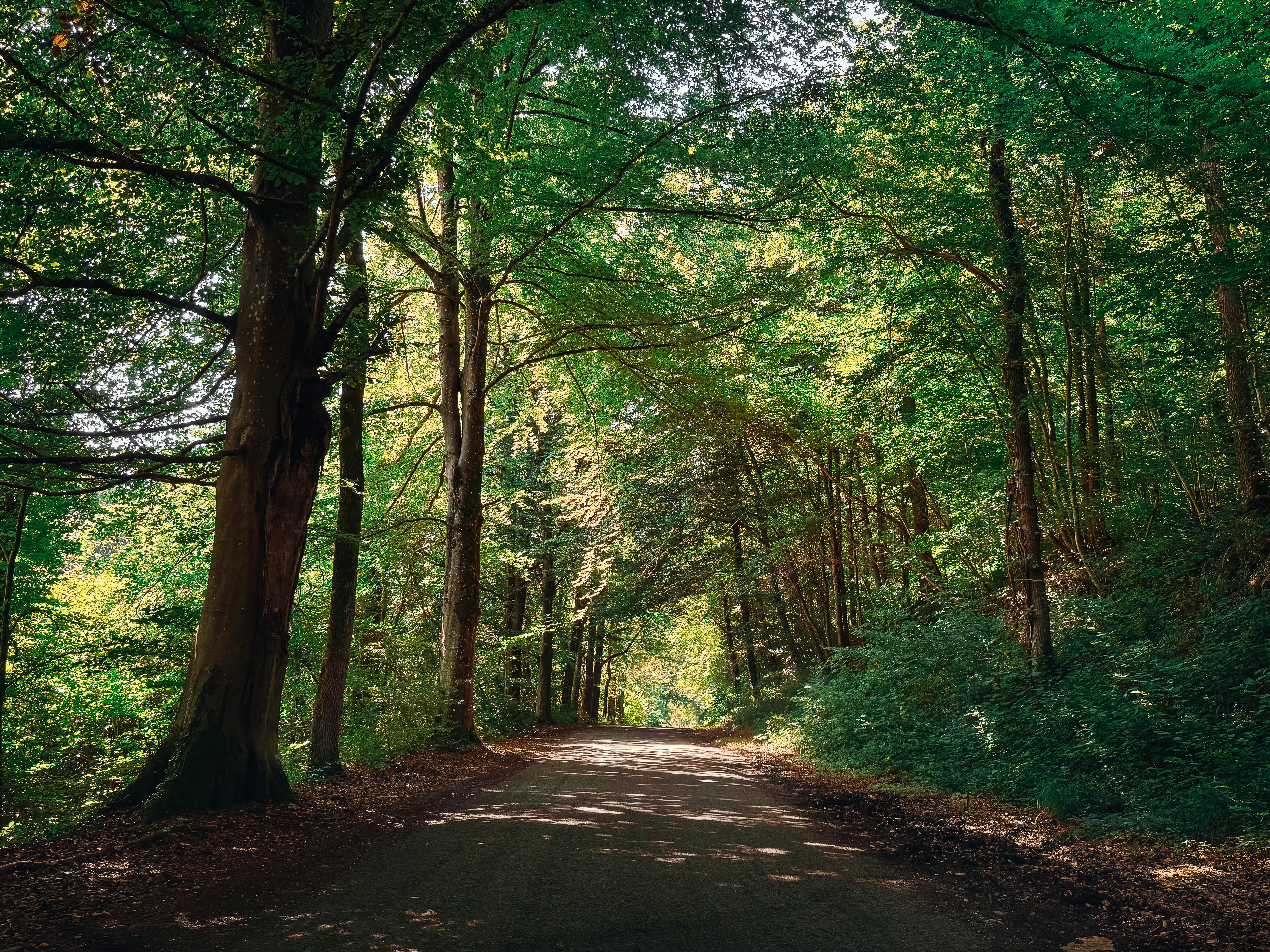 Tranquil forest path in Houyet, Belgium, with lush green trees and natural sunlight.