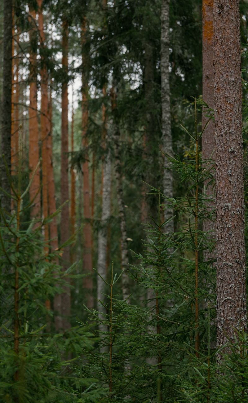 Forest Bathing for Mental Clarity: The Shinrin-Yoku Protocol (2026)