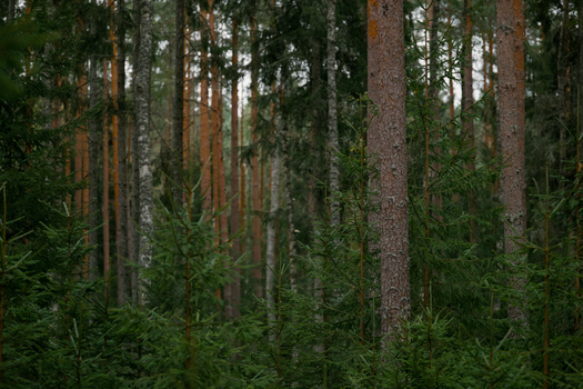 Experience the tranquility of a dense, lush boreal forest with towering trees.
