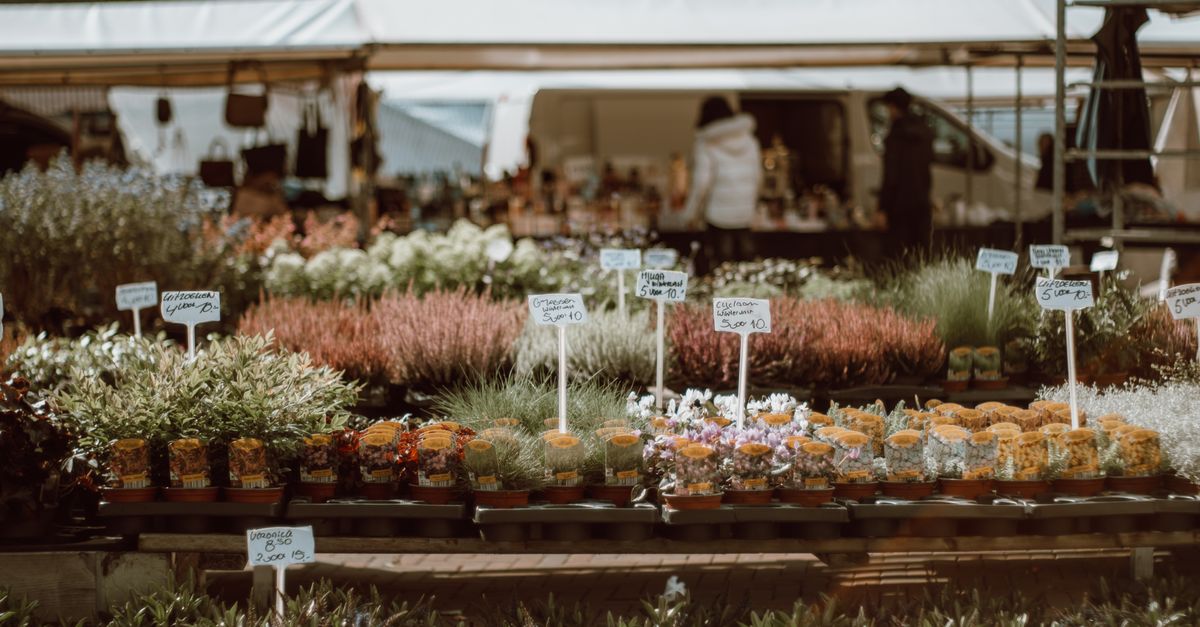 Les fleurs CBD pur : choix des meilleures variétés pour vous