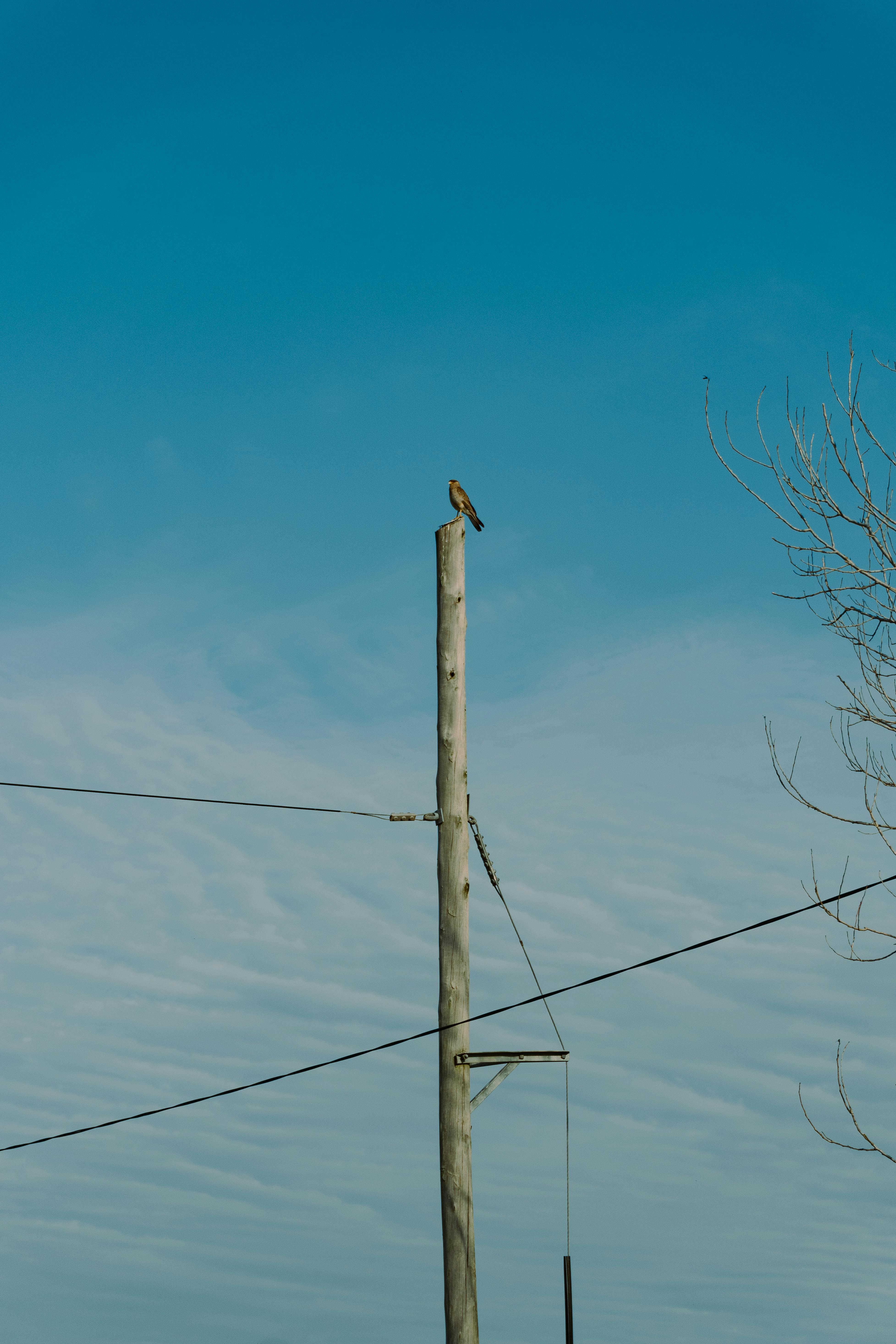 無料 アルゼンチンのロルダンの澄み切った青空の下、一羽のタカが電柱の上に止まっている。 写真素材