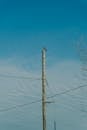 Hawk Perched on Utility Pole against Clear Blue Sky