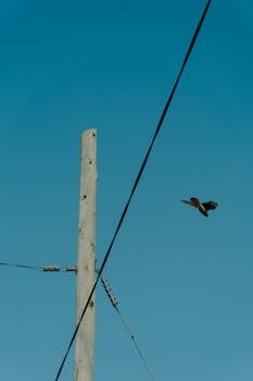 A bird flying near a utility pole against a clear blue sky in Roldán, Argentina.