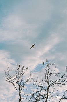 Birds are perched on bare branches with a single bird flying overhead against a cloudy sky in Roldán, Argentina.