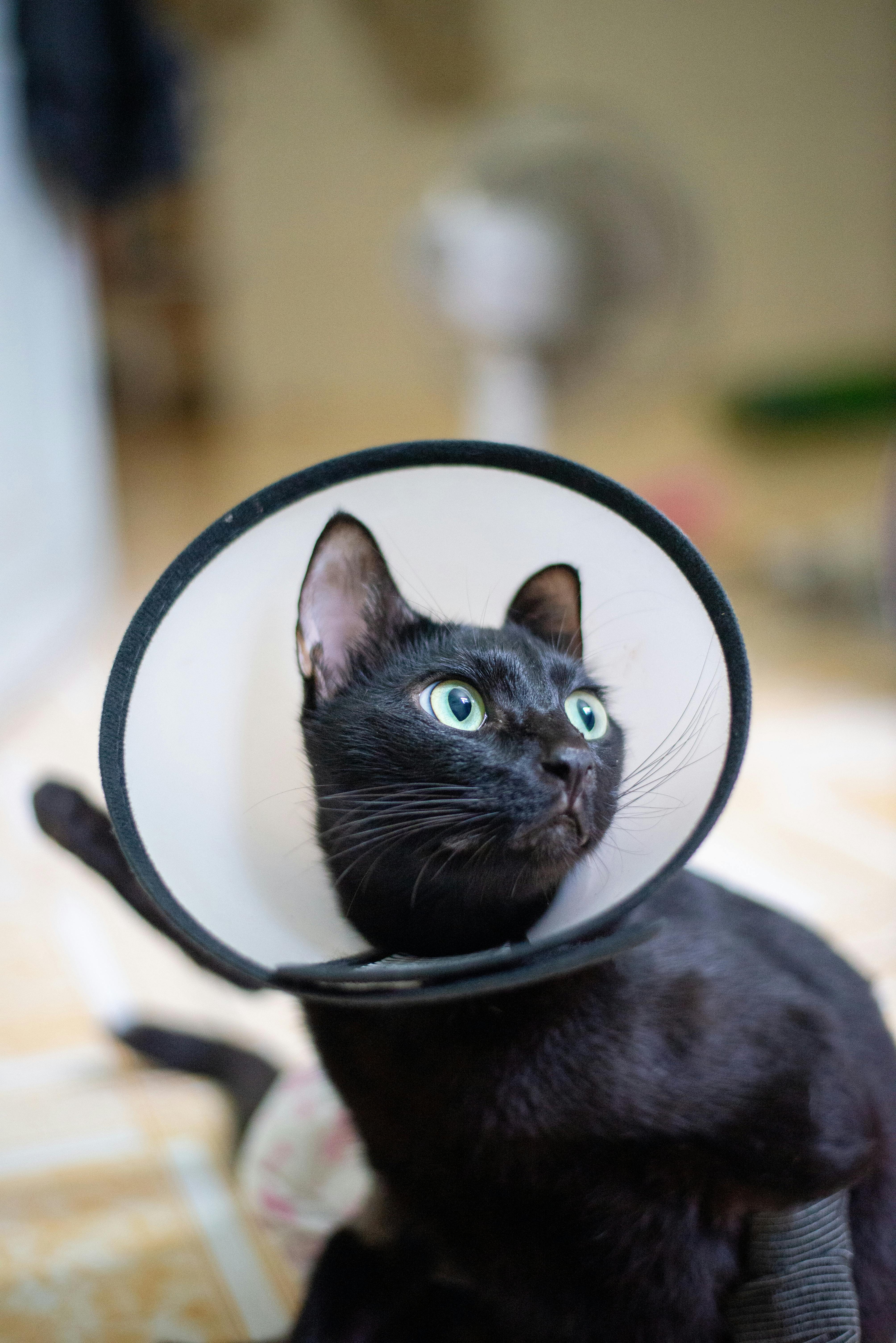 A curious black cat with an e-collar rests indoors, gazing upwards.