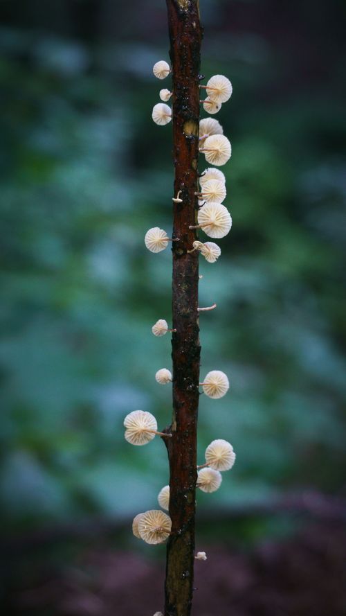 Free Close-up of small, delicate mushrooms growing on a forest stick with blurred green background. Stock Photo