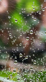 Close-up of a spider web covered in dew drops, creating a natural and artistic visual effect.