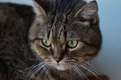 Free Detailed close-up of a tabby cat's face highlighting its striking green eyes. Stock Photo