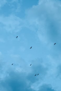 A group of birds flying high against a backdrop of clouds in Adrasan, Antalya.