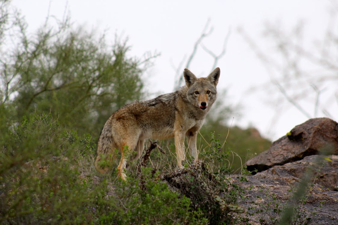 Free stock photo of bush, coyote, fur Stock Photo