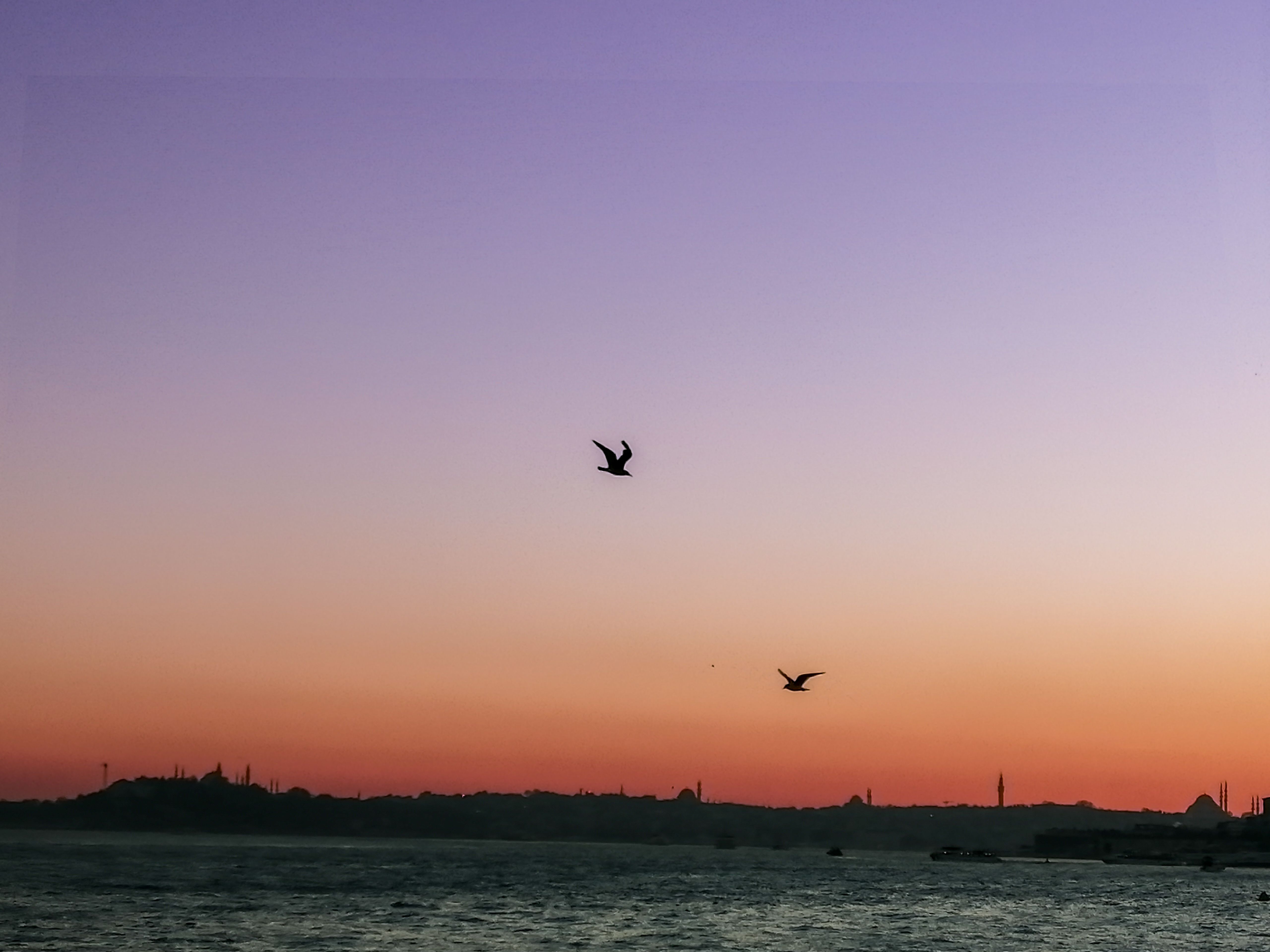 Serene Sunset Over City Skyline and Birds · Free Stock Photo