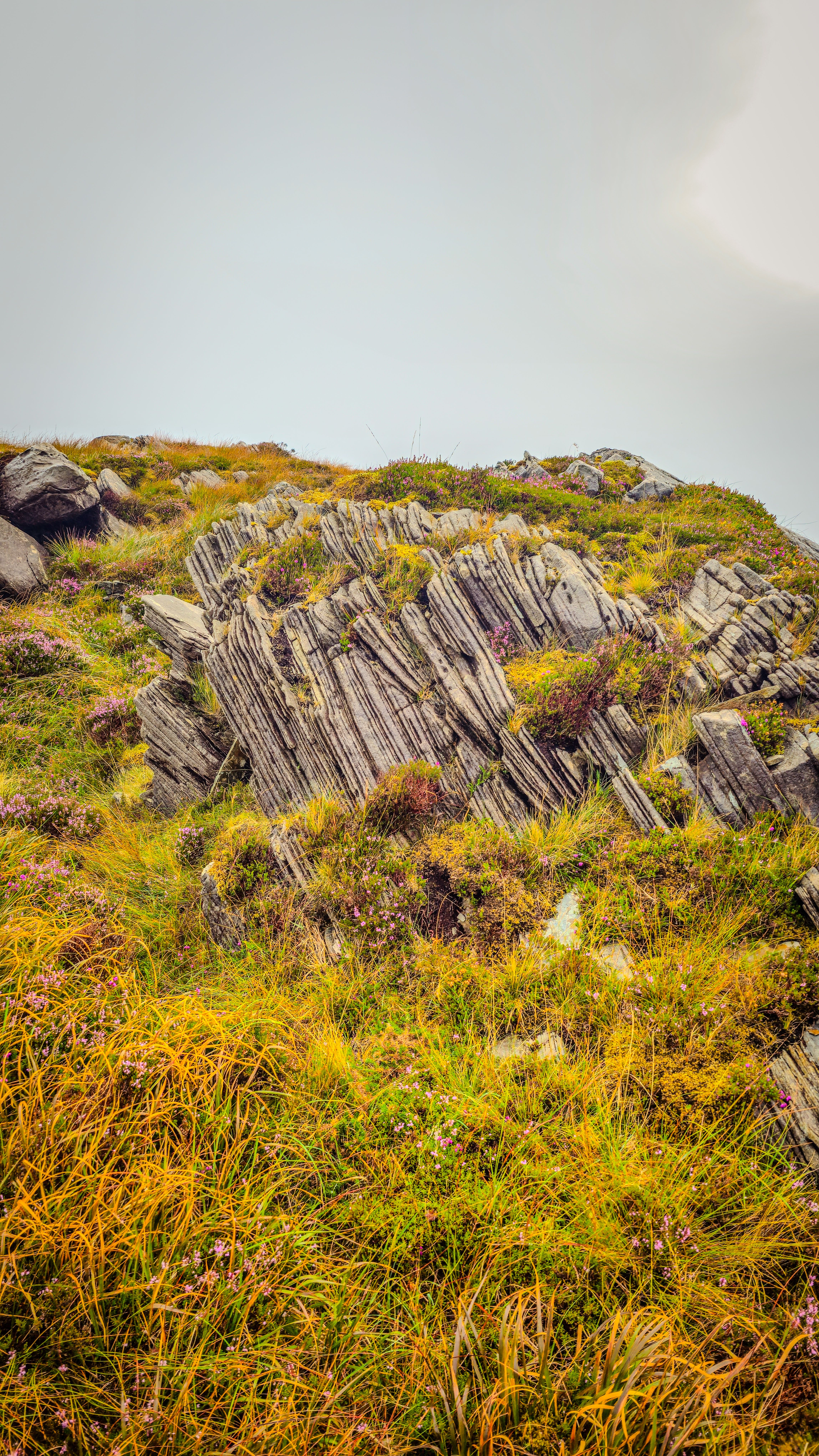 Lush Irish Meadow with Textured Slate Rocks · Free Stock Photo