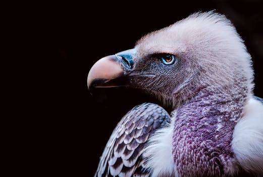 Detailed close-up of a vulture's head and feathers, showcasing its intricate texture and vibrant colors.