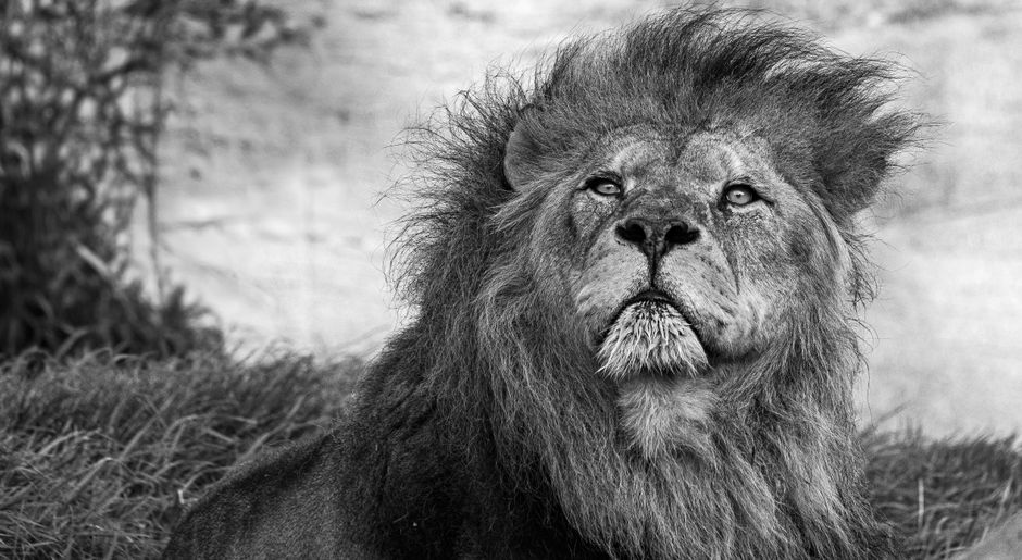 Striking black and white portrait of a lion showcasing its majestic mane and intense gaze.