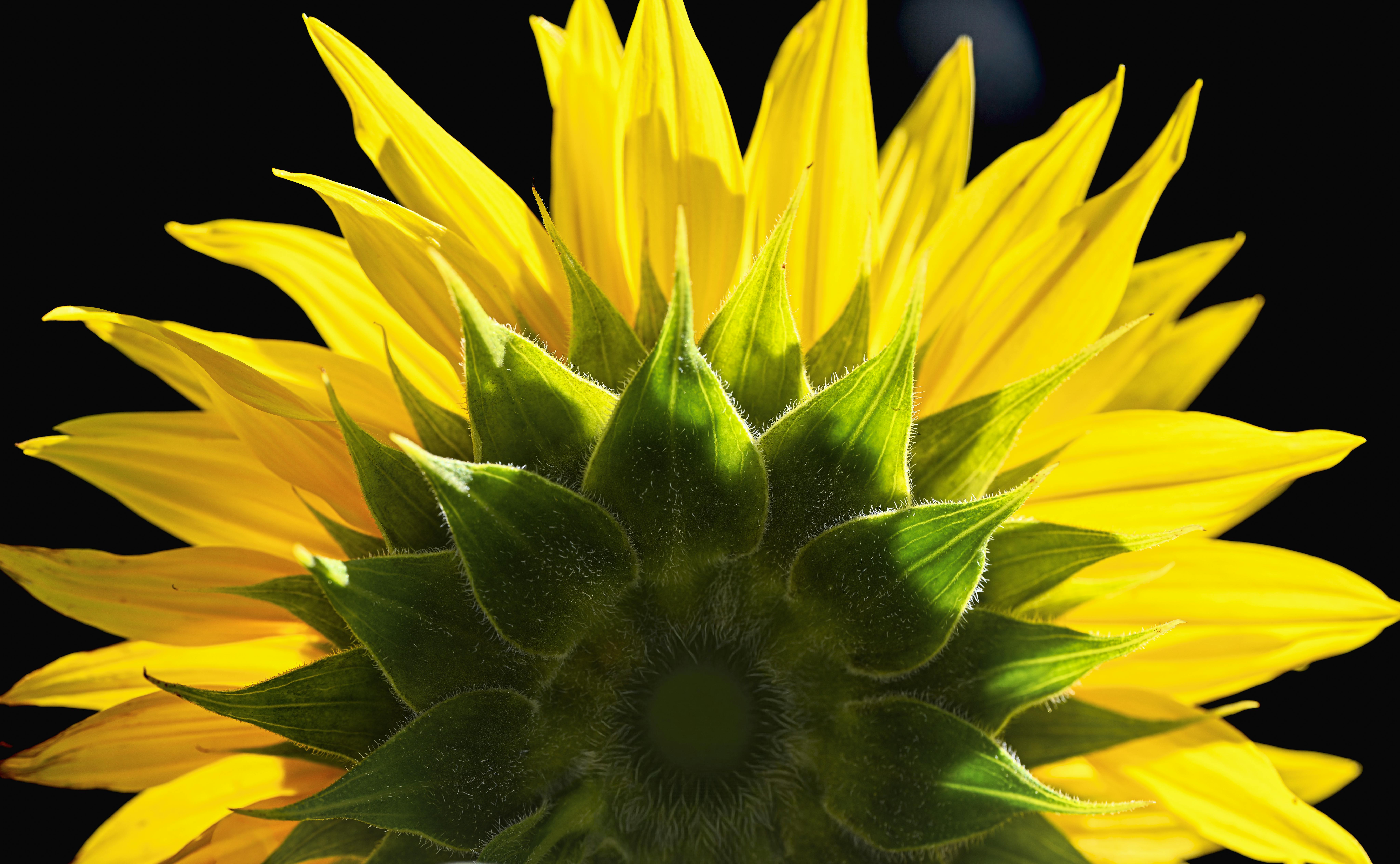 Jayden+Daniels+Wallpaper Photos, Download The BEST Free