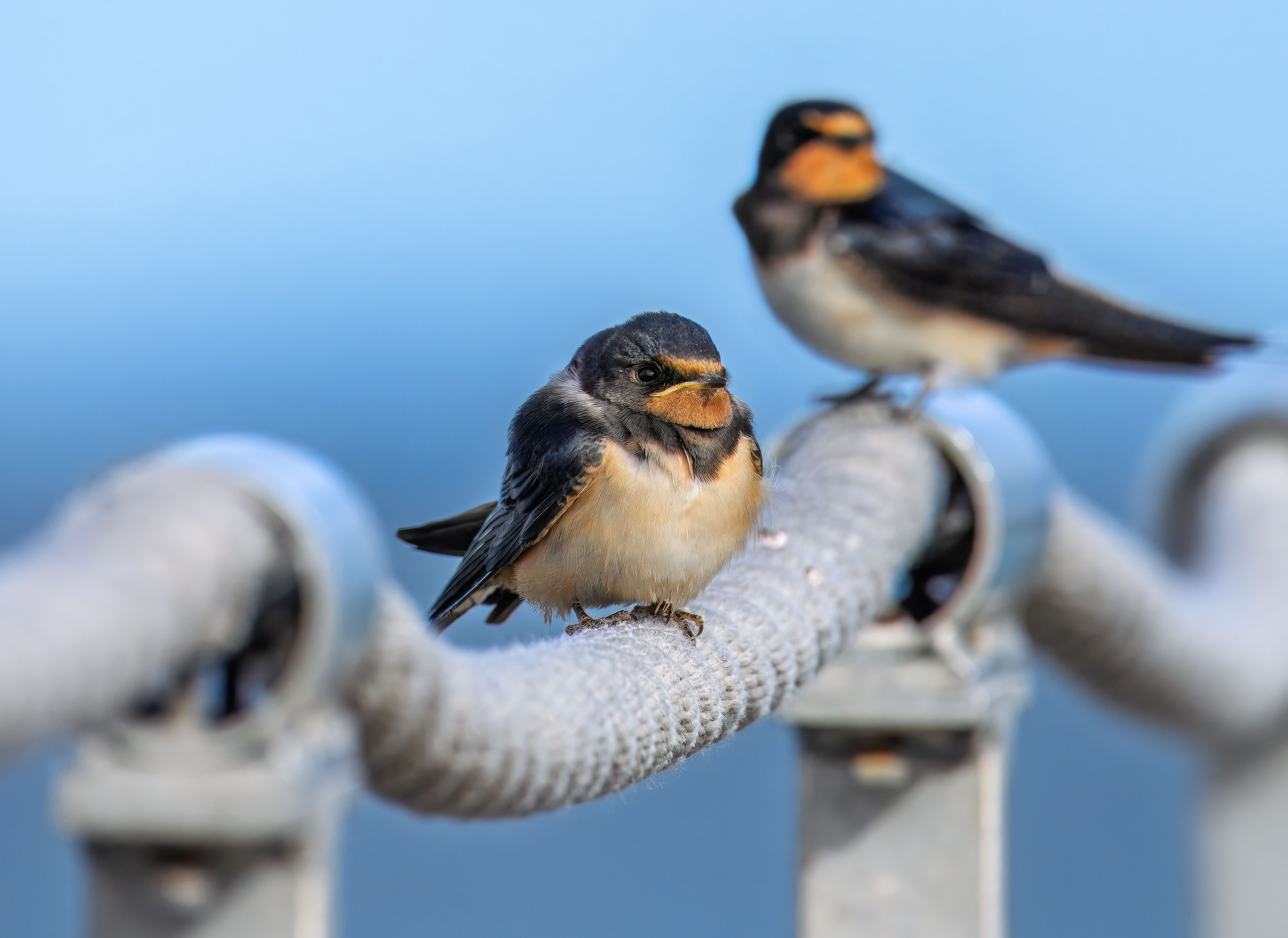 Close-up of Two Swallows Perched on Rope Railing · Free Stock Photo