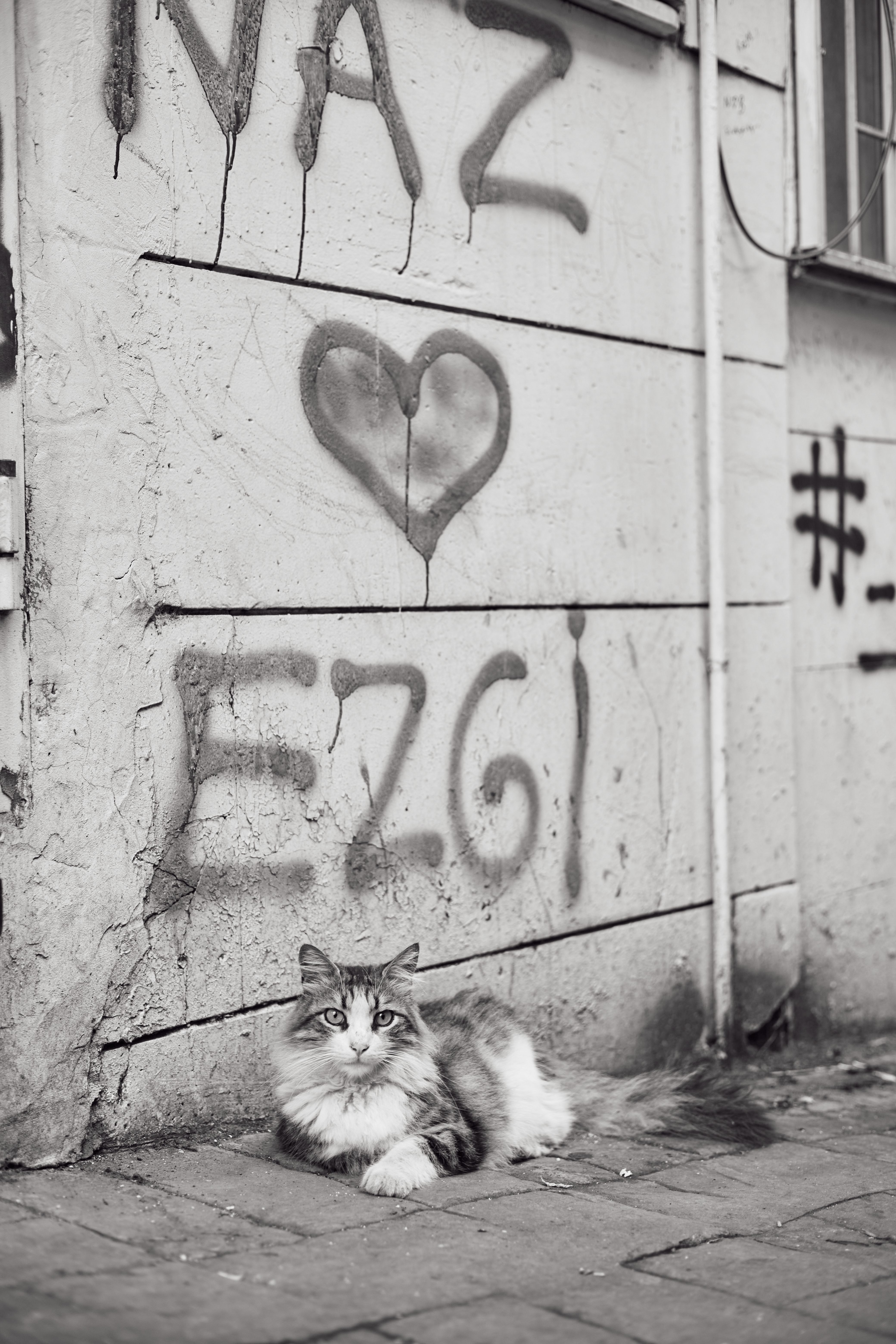 A black and white photo of a cat sitting by a graffiti wall in Istanbul. Urban charm captured.