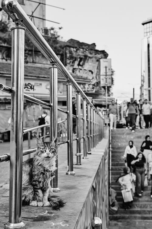 Free Black and white photo of a street cat on urban stairs in Istanbul with people in the background. Stock Photo