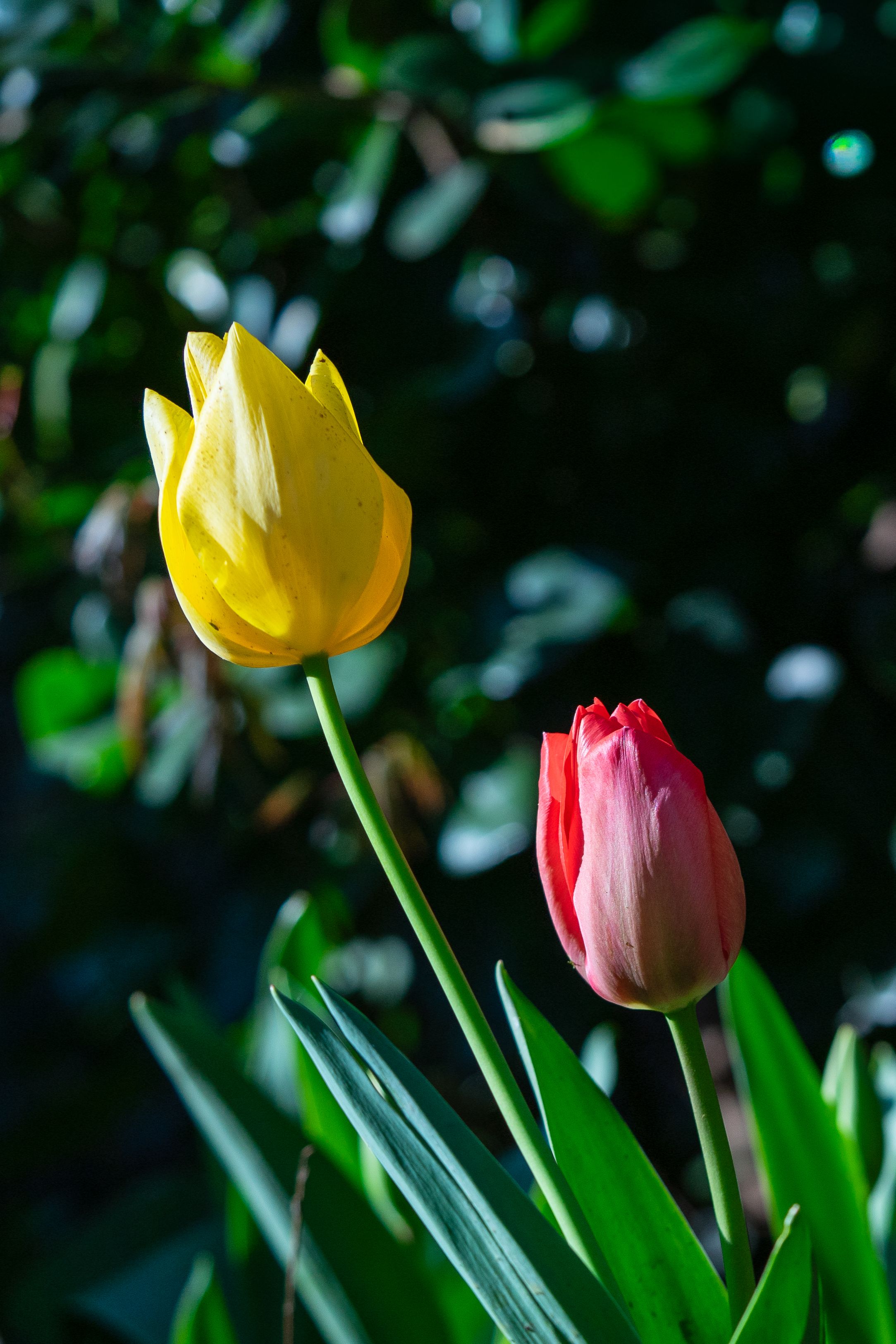 10.000+ Foto Tulip Kuning Terbaik · Unduh Gratis 100% · Foto Stok Pexels