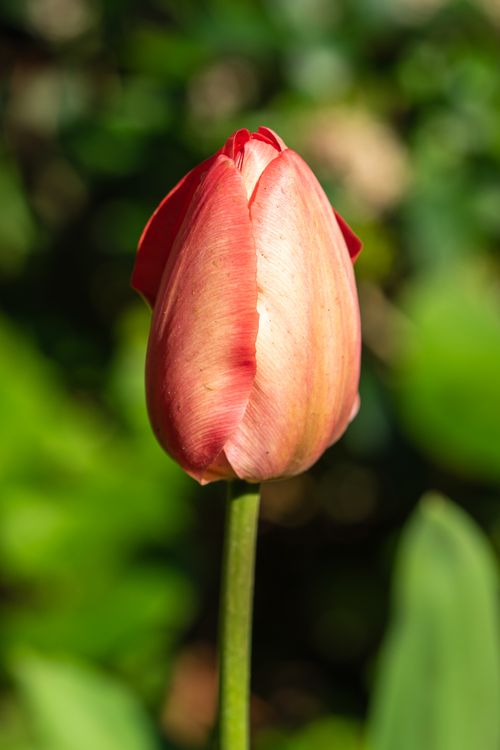 Free A stunning close-up image of a vibrant tulip in full bloom with lush green background. Stock Photo