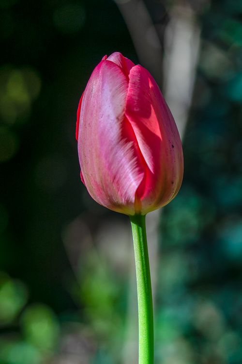 Free Close-up of a vibrant red tulip with a green stem against a blurred natural background. Stock Photo