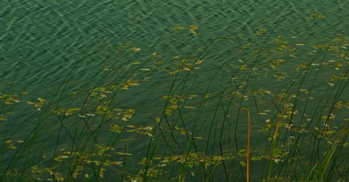 Serene Lakeside with Rippling Water and Reeds · Free Stock Photo