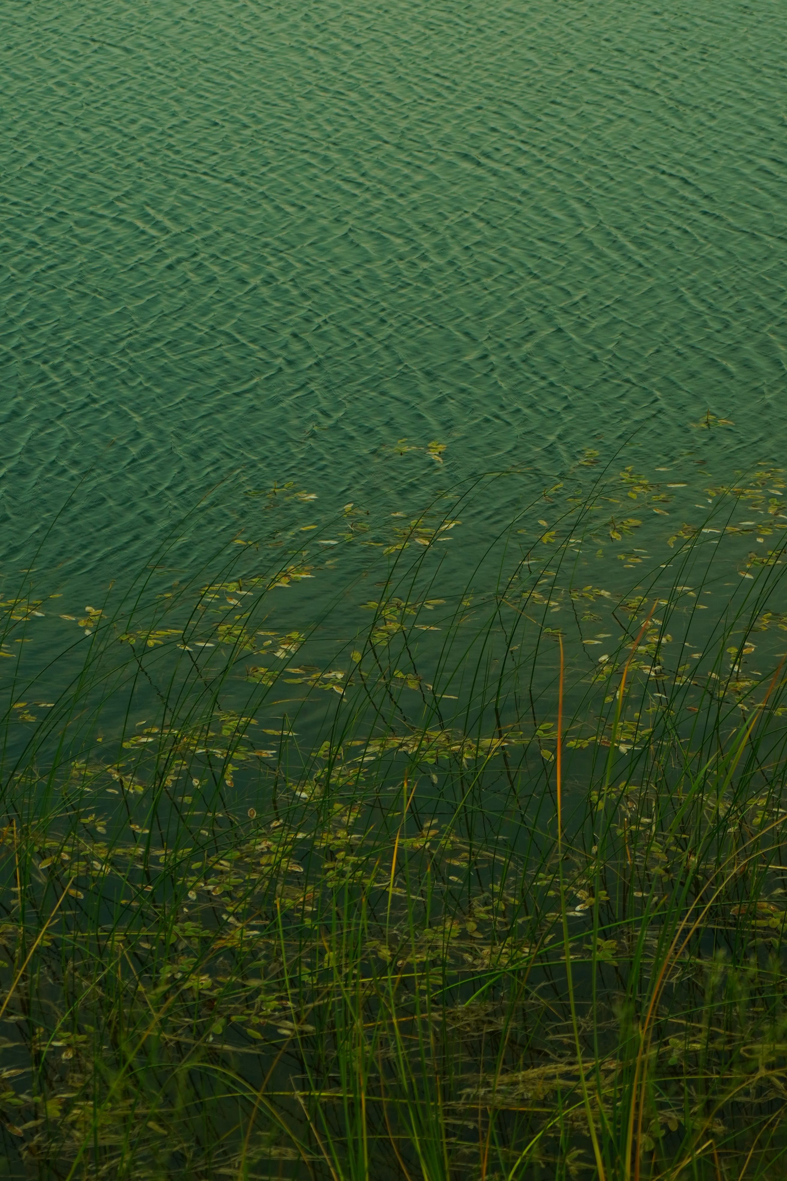Serene Lakeside with Rippling Water and Reeds · Free Stock Photo