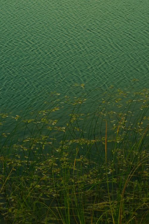 Serene Lakeside with Rippling Water and Reeds · Free Stock Photo