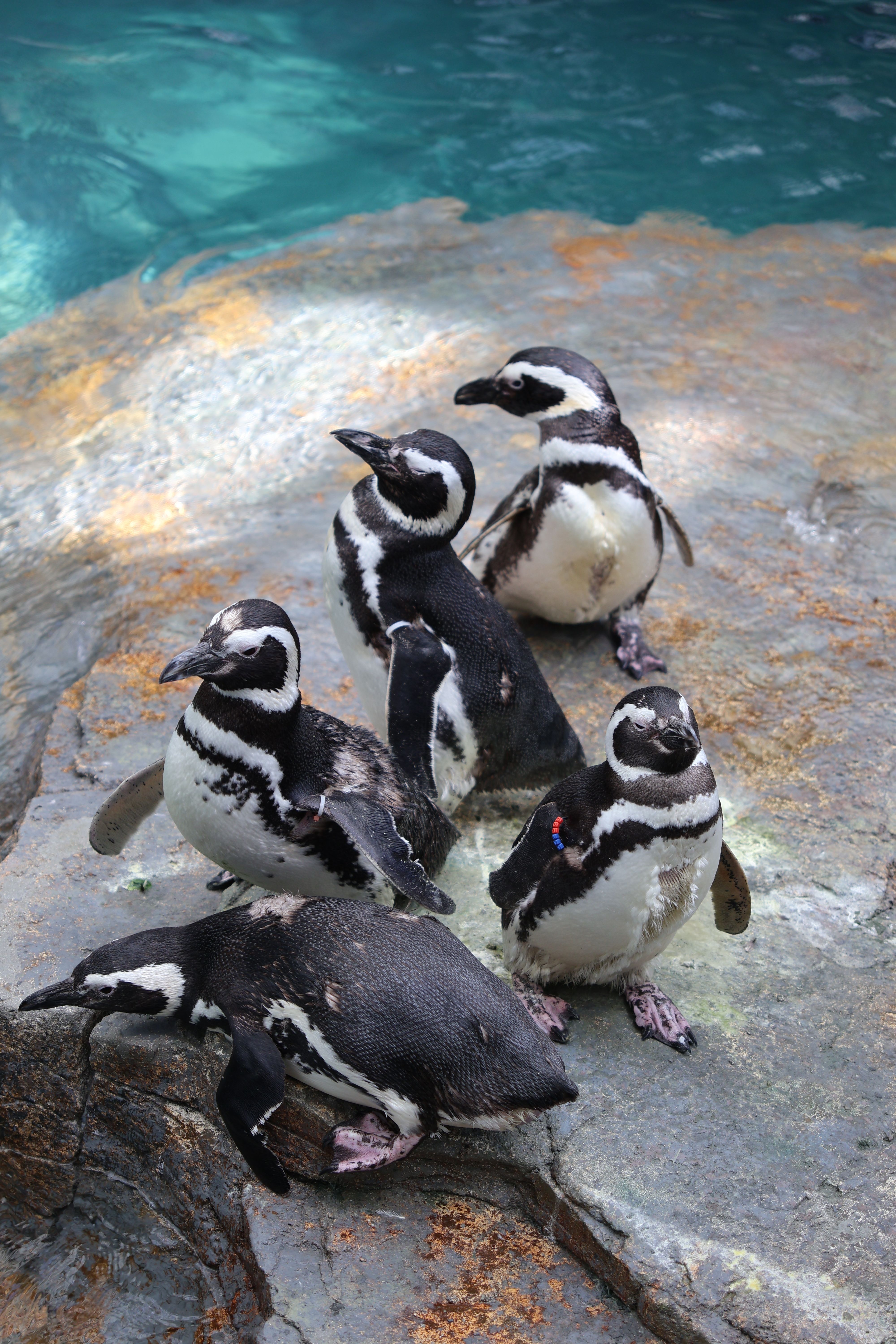 Fotomural Grupo de pingüinos de Magallanes descansando sobre rocas junto al agua en Lisboa.