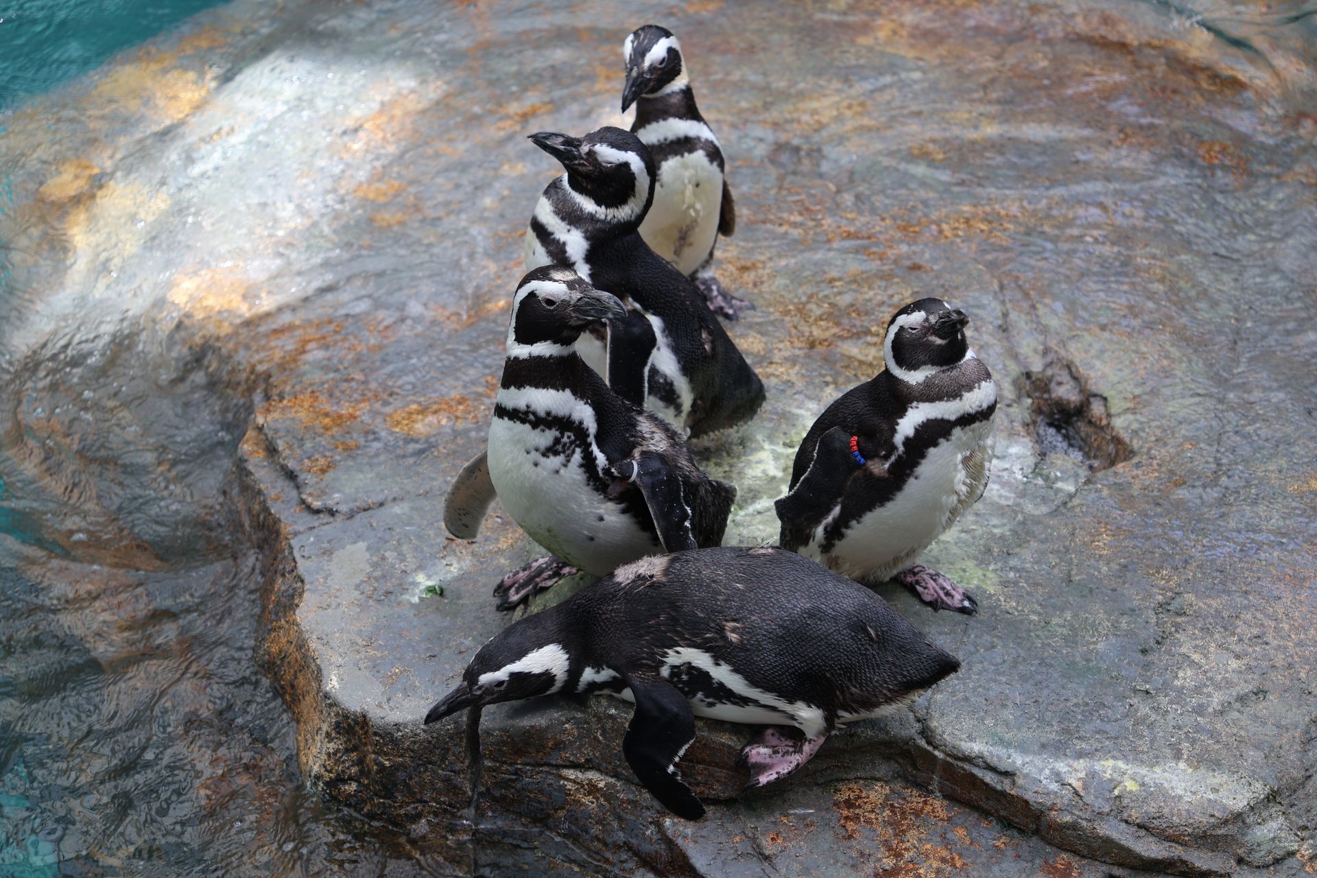 A group of Magellanic penguins resting on a rock in an outdoor aquatic setting.