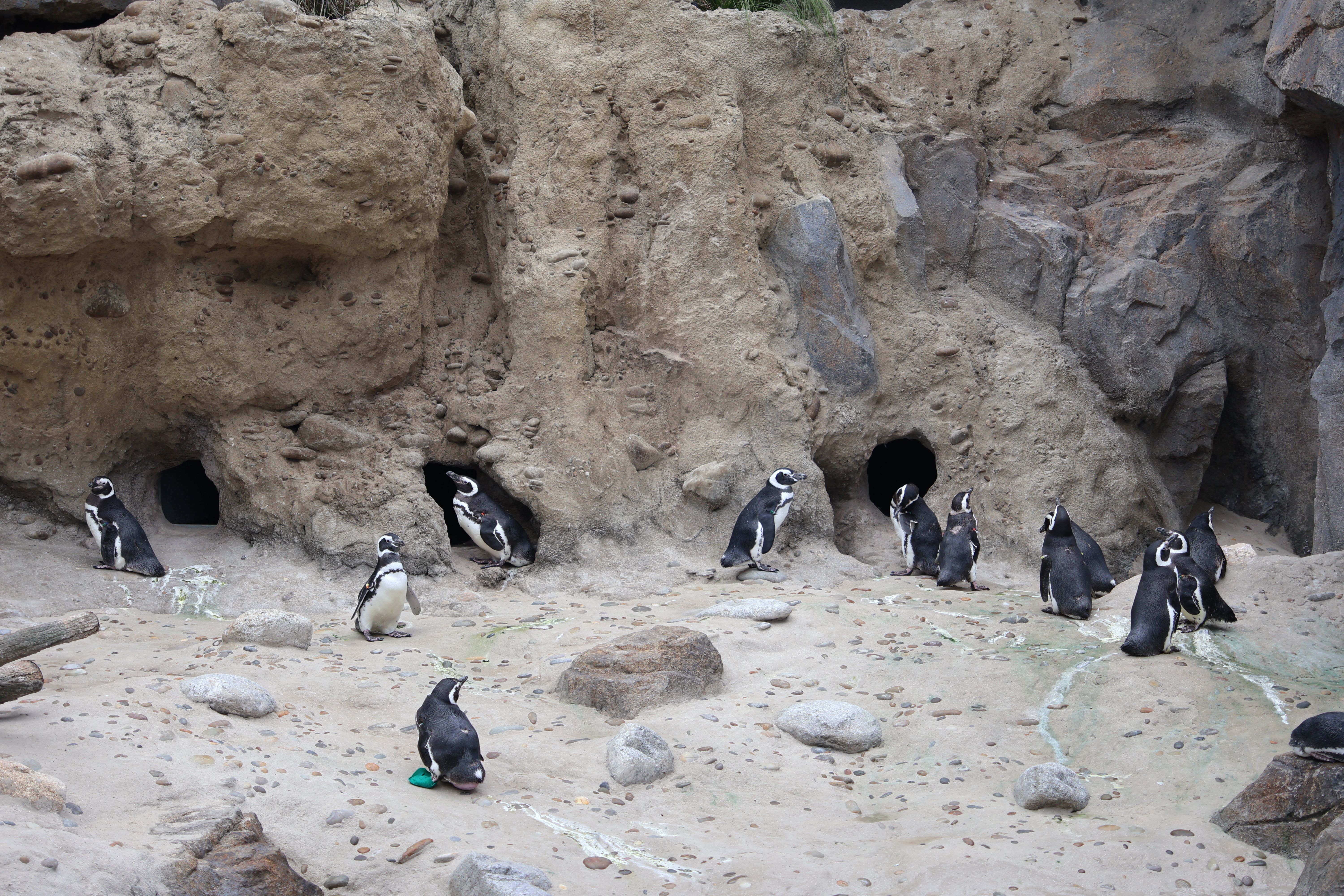 Dense emperor penguin huddle showing how birds cluster for body heat