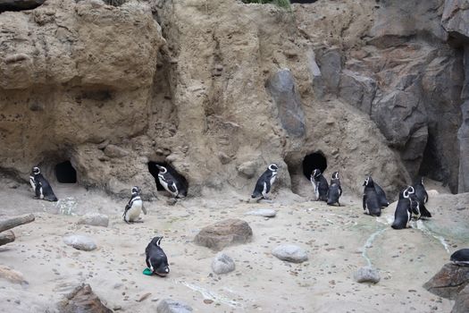Penguin rookery private visits — Antarctica