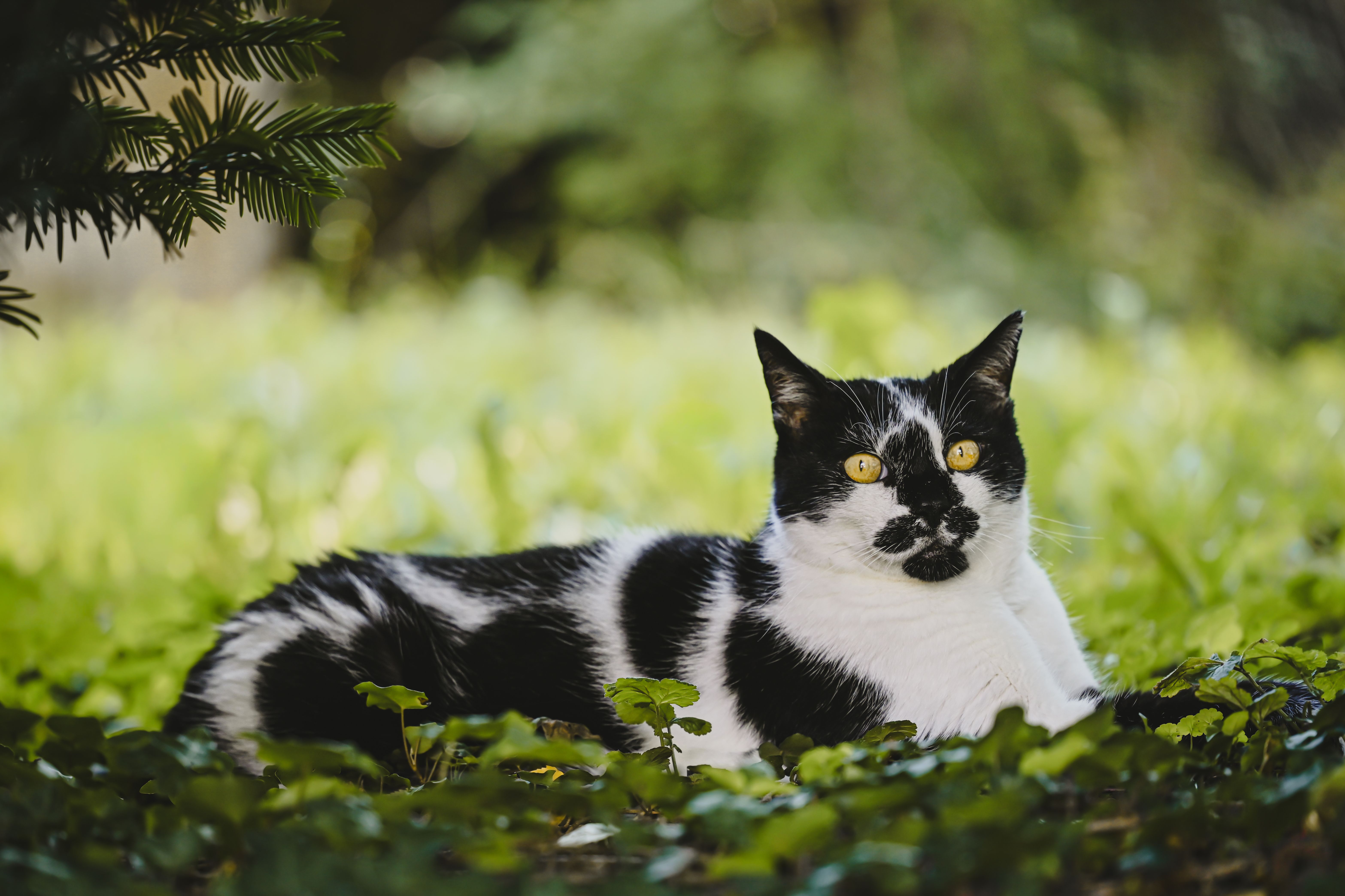 Black and White Cat Relaxing Outdoors in Nature · Free Stock Photo