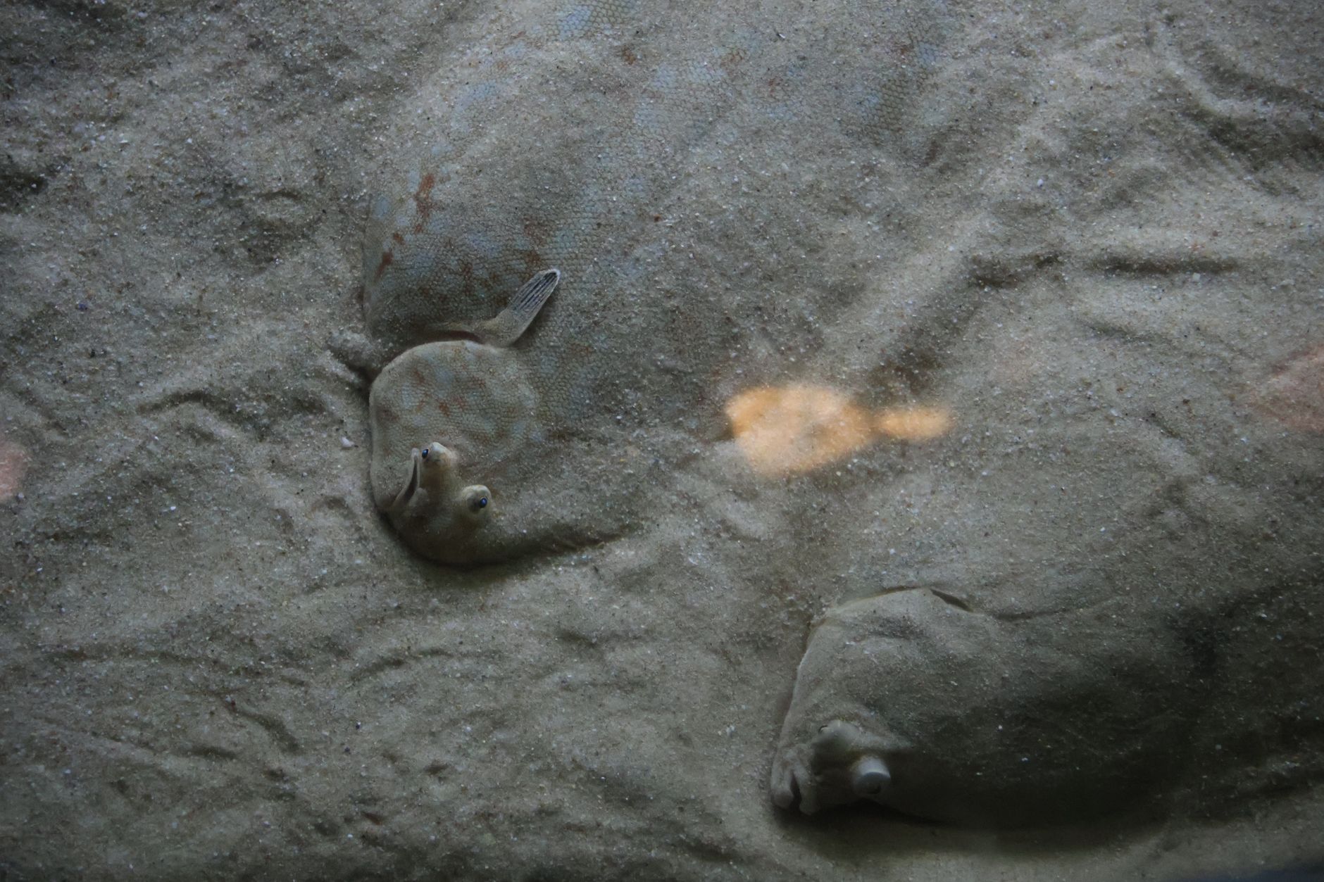 Summer flounder showing characteristic flat body shape with both eyes on one side