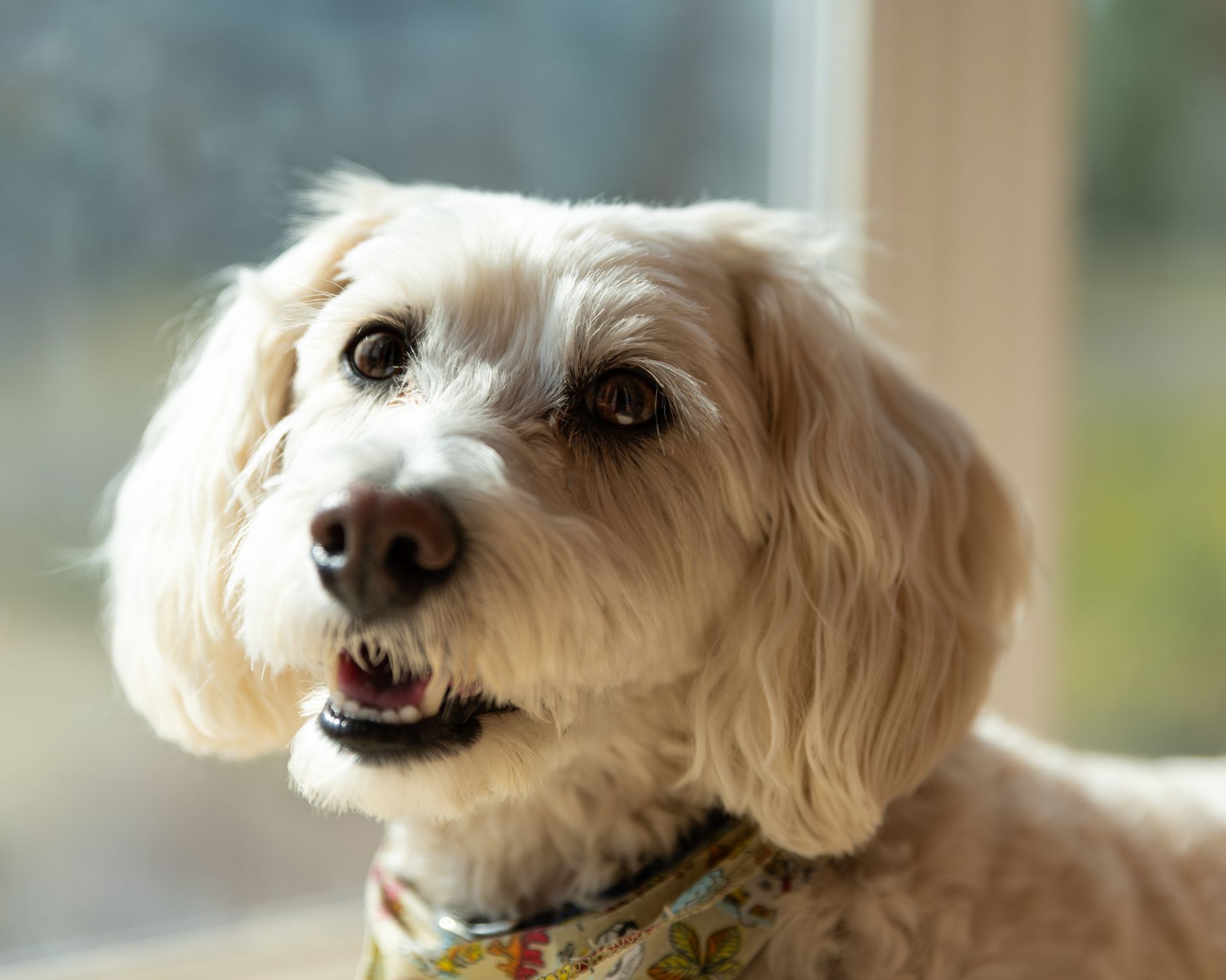Adorable poodle mix dog with fluffy white fur and floral bandana in sunlit indoor setting.