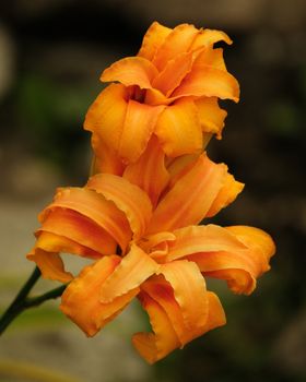 orange daylily flower