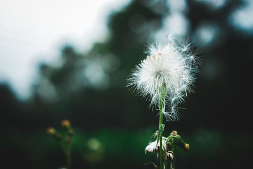 Free stock photo of bokeh, dandelion, earth