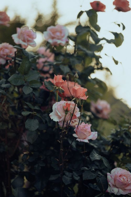 Free Capture the beauty of blooming pink roses in a serene garden setting, perfect for floral enthusiasts. Stock Photo