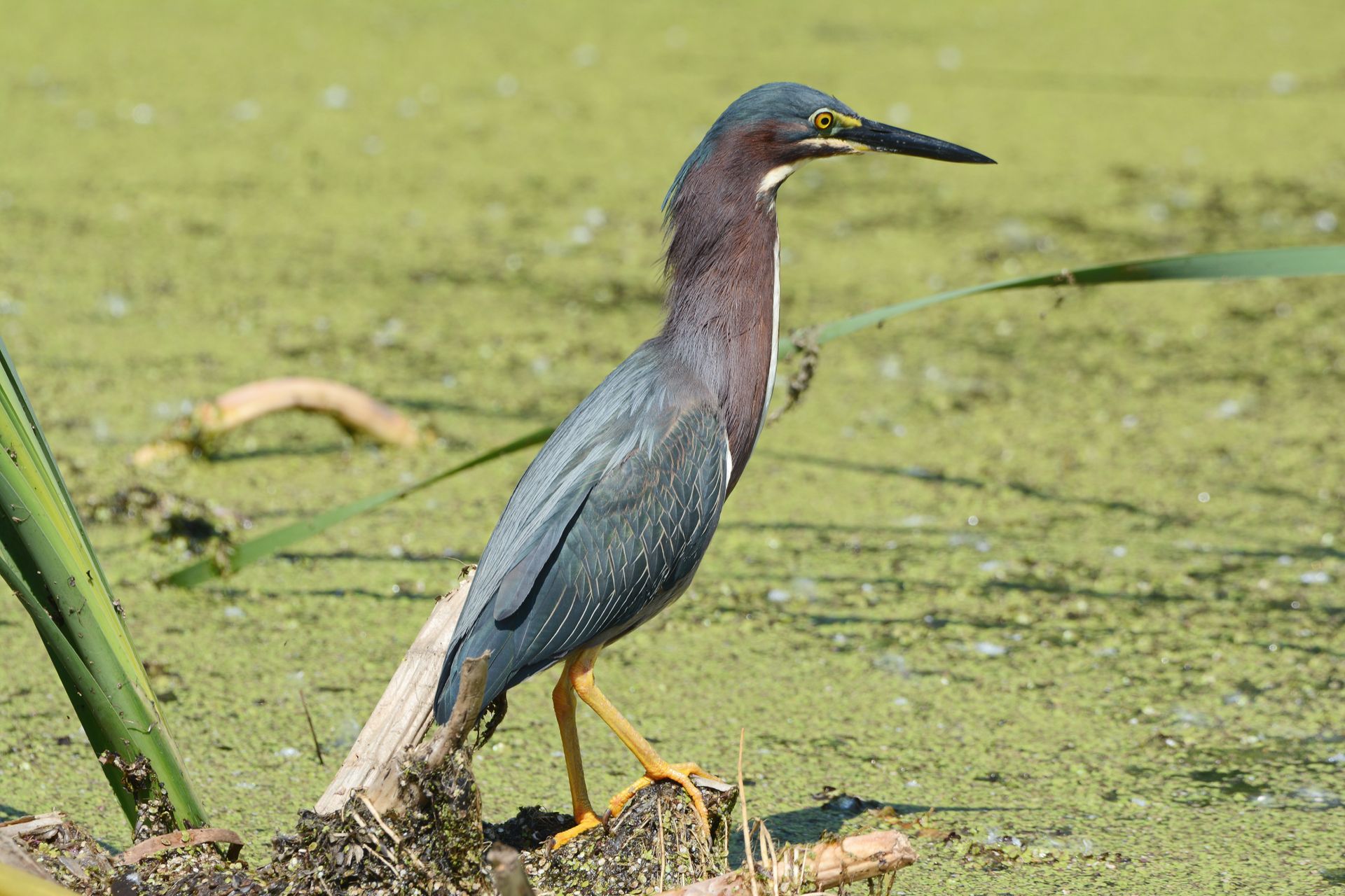 Green Heron Standing In Freshwater Pond