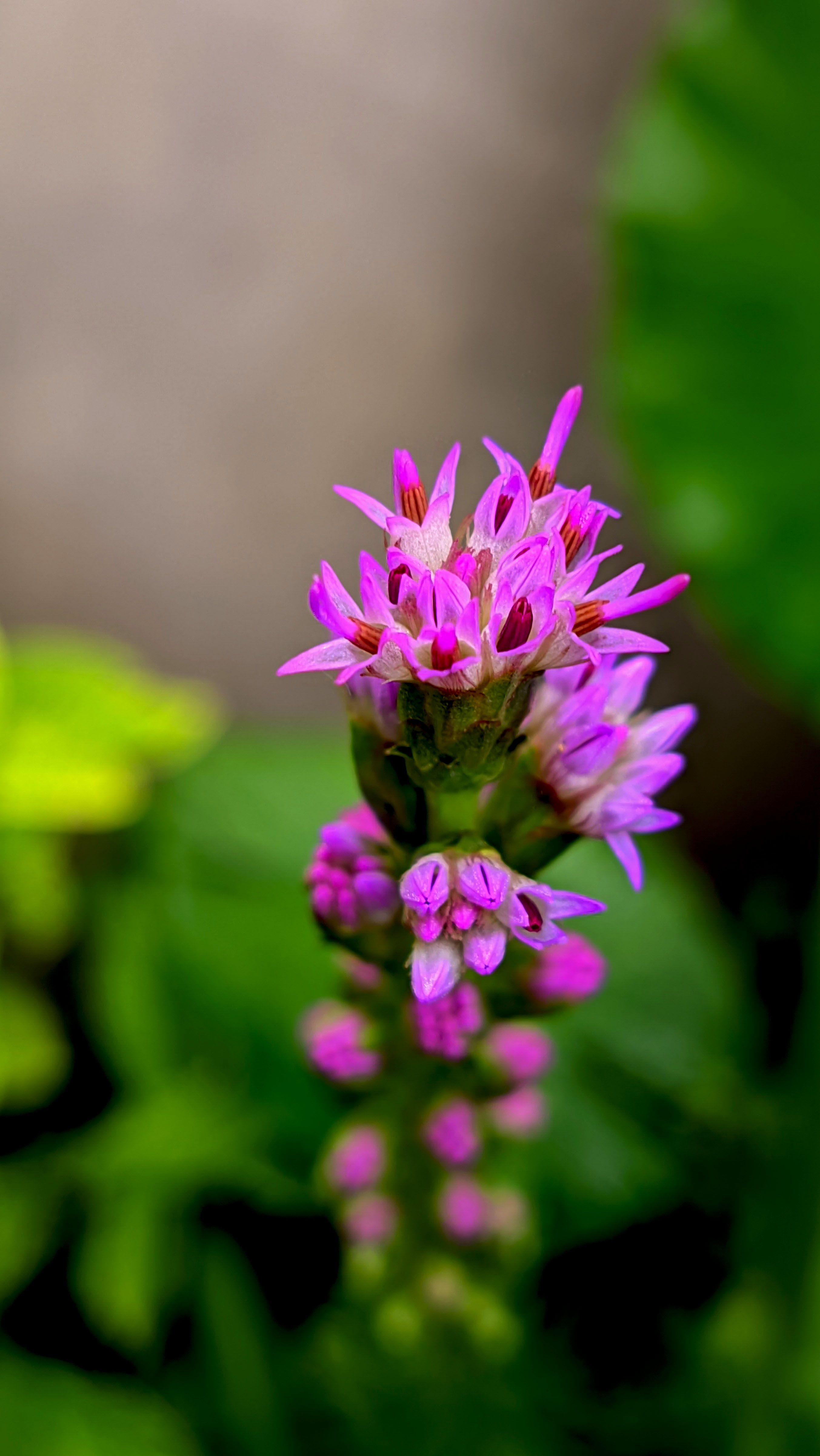 Close-up of vibrant pink flowers blooming with green foliage in early spring.