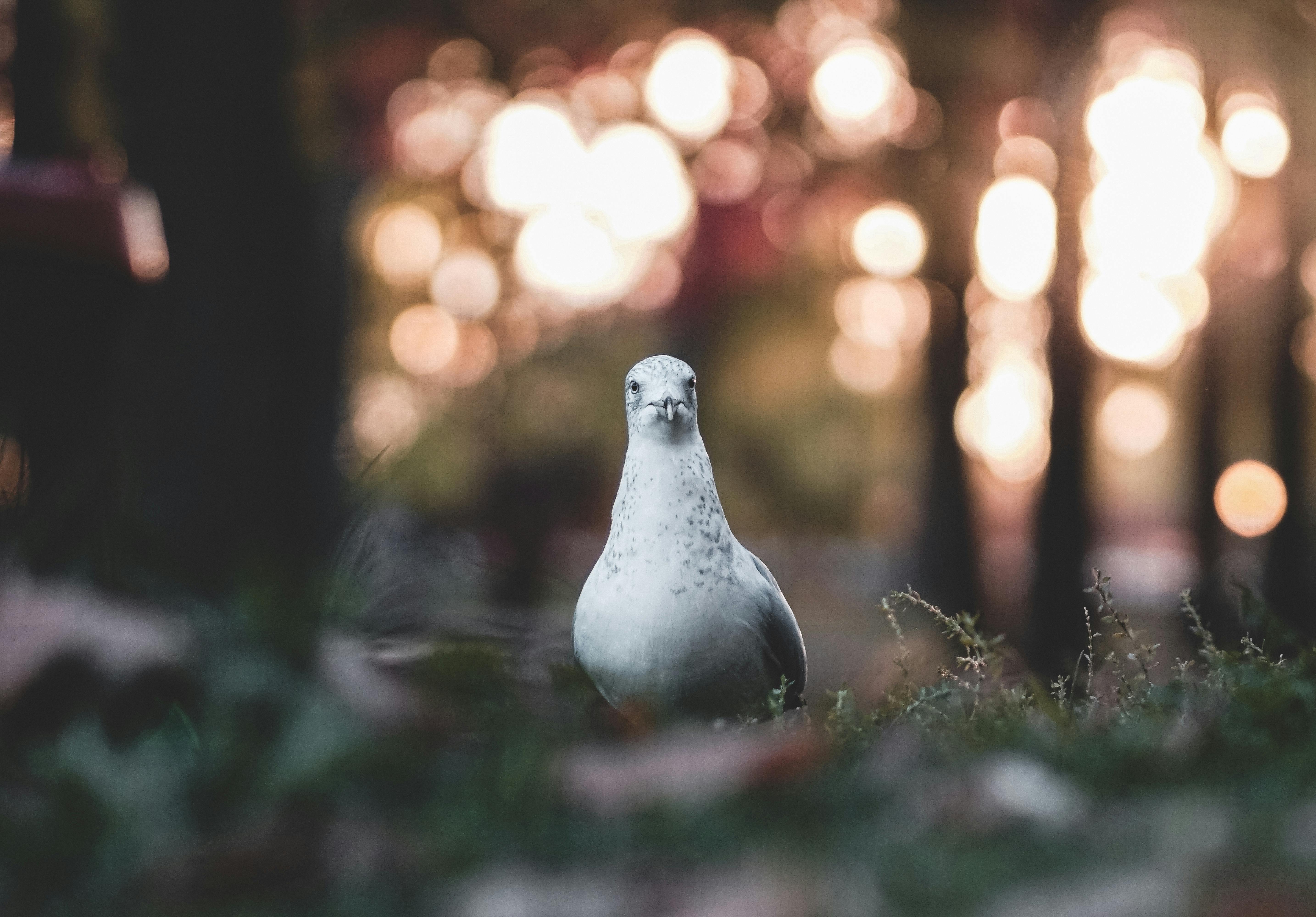 草地上站着一只白鸽，背景是散景效果和秋天的色调