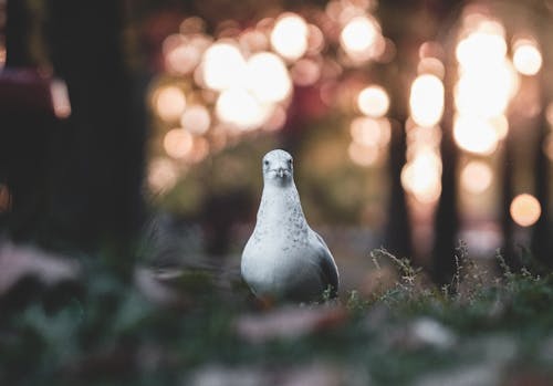 地上の白と黒の鳩のボケ写真