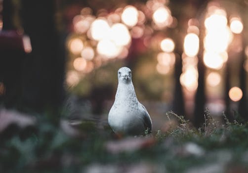 草地上站着一只白鸽，背景是散景效果和秋天的色调