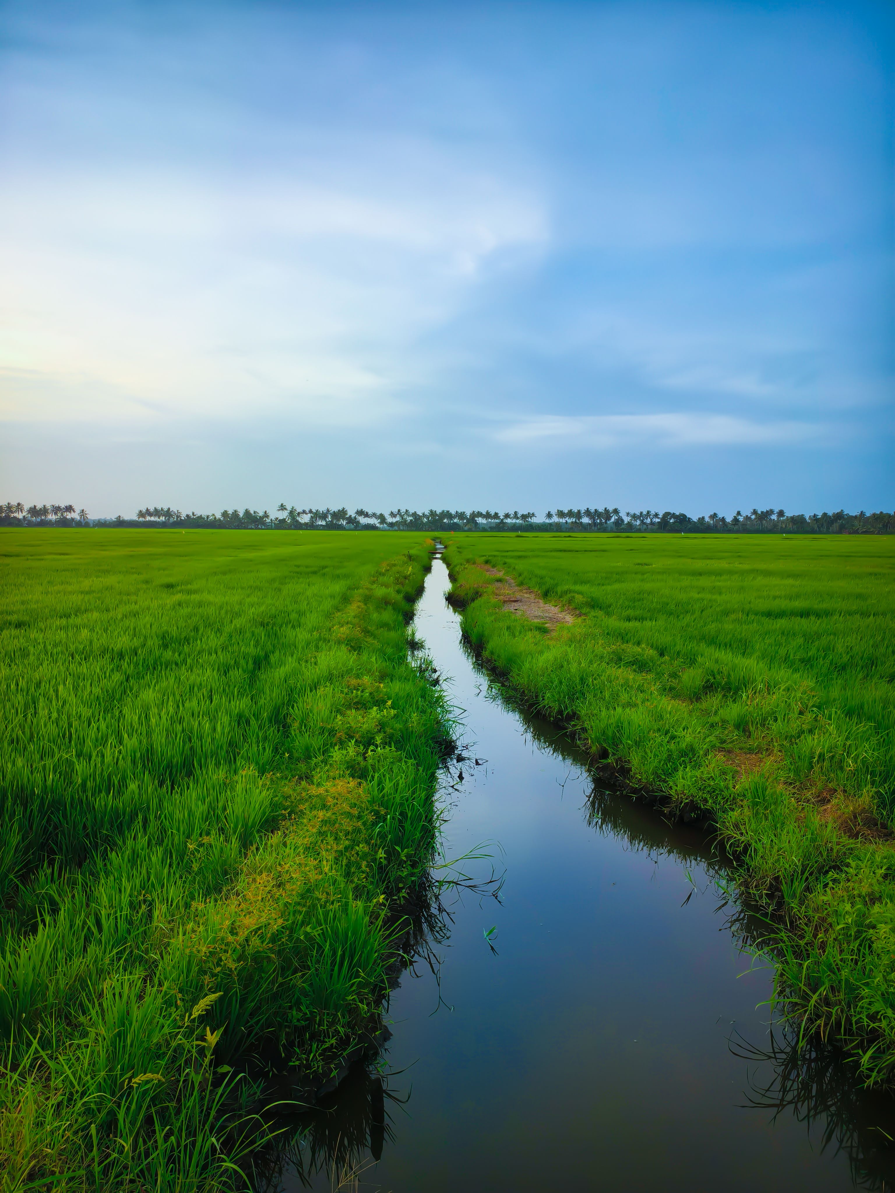 Tranquil Rice Field with Irrigation Canal · Free Stock Photo