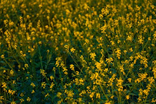 Free A lush field of yellow wildflowers in full bloom, showcasing the vibrant colors of nature. Stock Photo