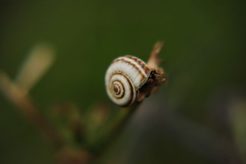 Free Macro photo of a snail with spiral shell on a plant stem against a blurred green background. Stock Photo
