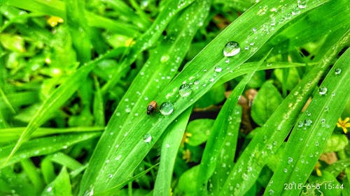 Photos gratuites de herbe, nature