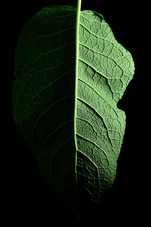Безкоштовне стокове фото на тему «асиметрія, впритул, зелений лист»