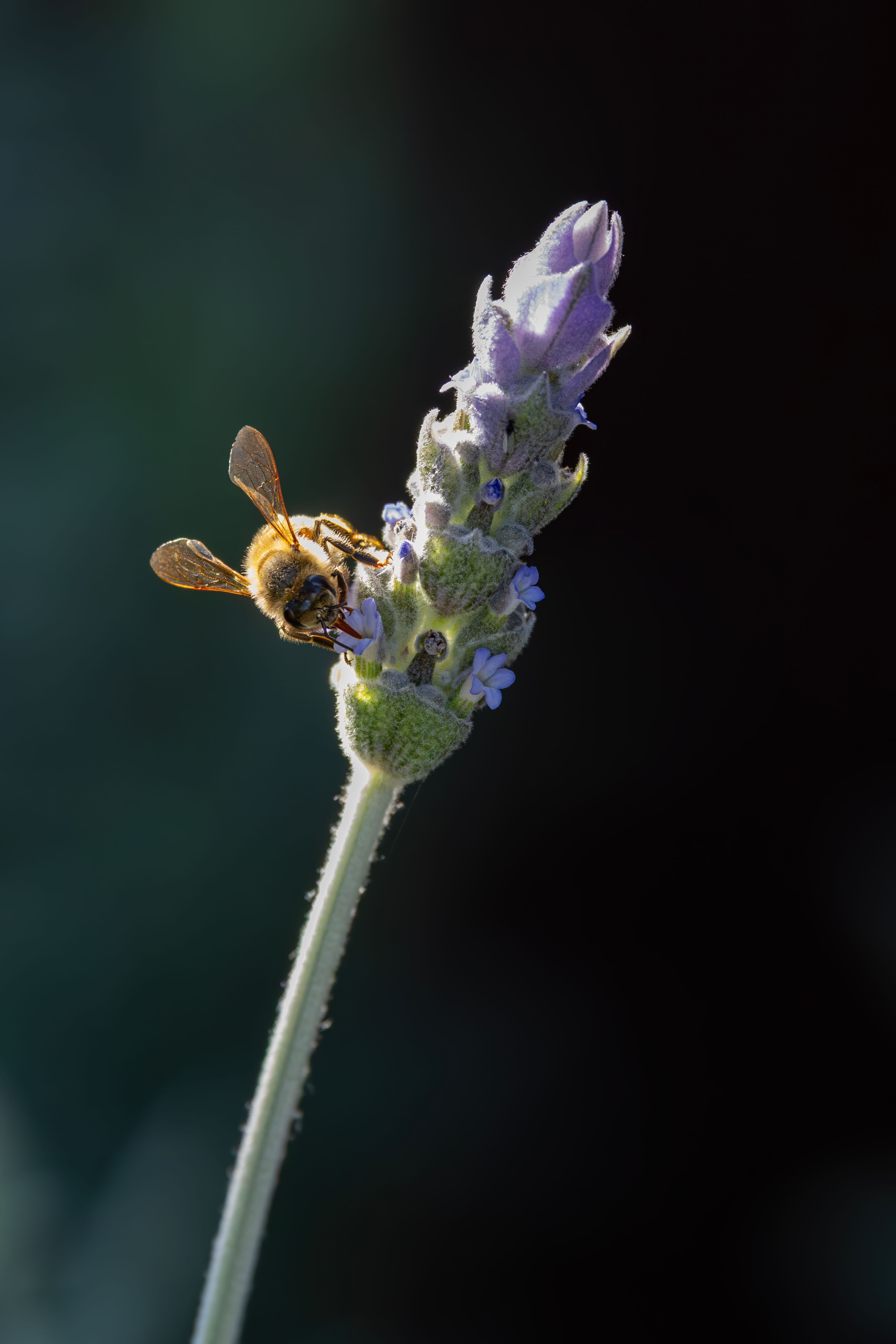Kostnadsfria Närbild på ett bi på lavendelblomma i Campbelltown, Australien, som belyser pollinering. Stock foto
