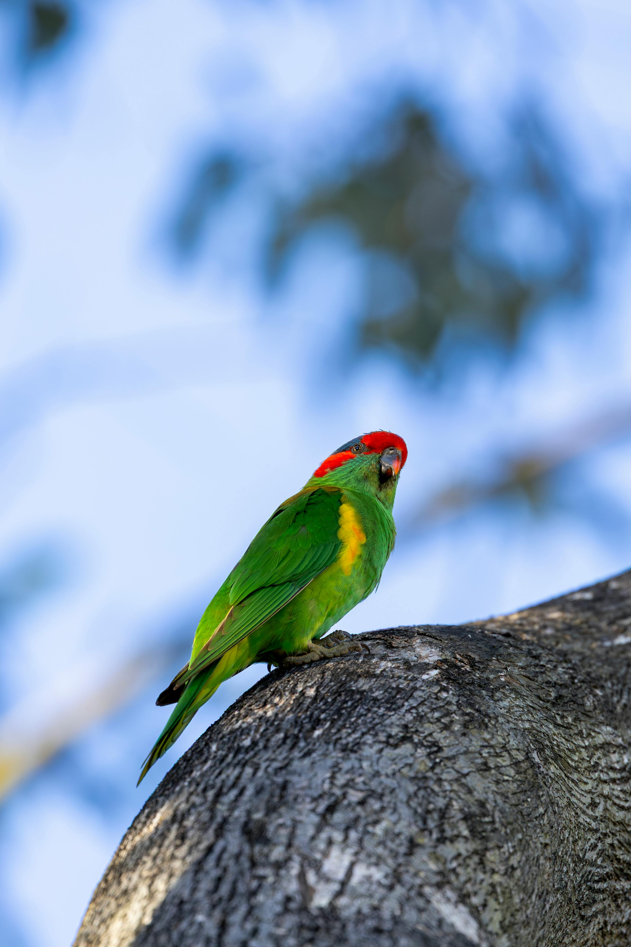 A vibrant green parrot perched on a tree branch during a sunny day in Campbelltown, Australia.